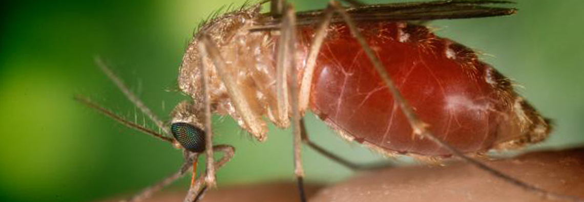 Image: West Nile Virus Mosquito